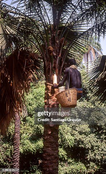 black man extracting juice from a palm tree - ziguinchor stock pictures, royalty-free photos & images