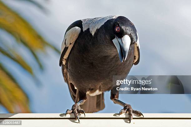 australian magpie - sich zu boden werfen stock-fotos und bilder