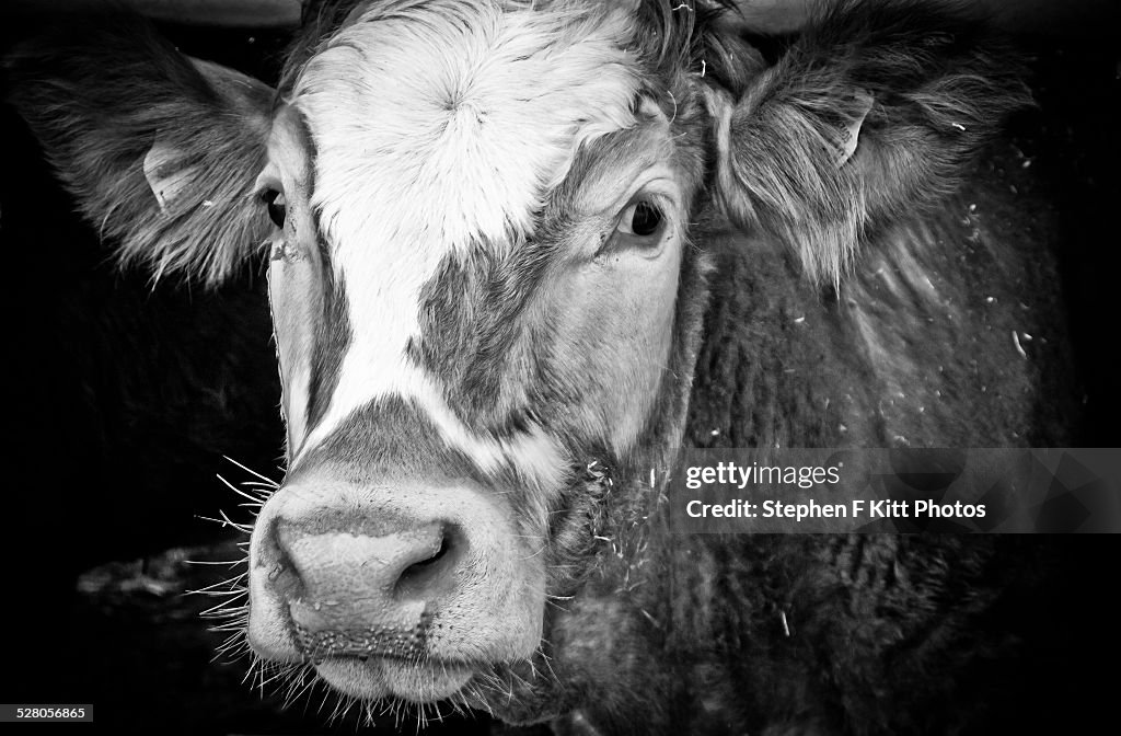 Black and white cow