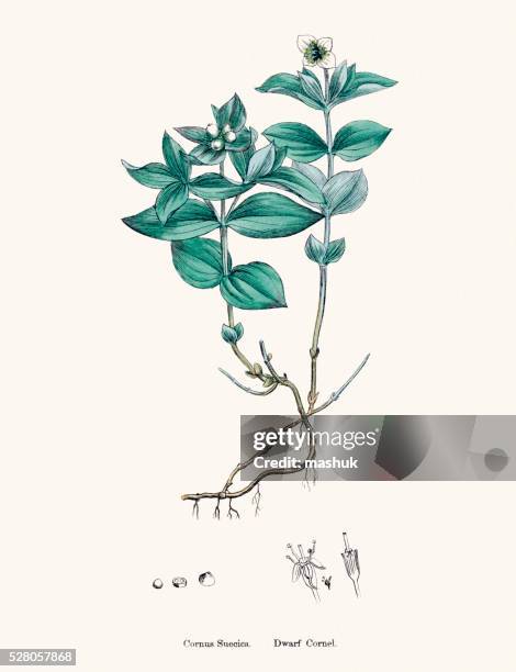 dwarf cornel plant cornus suecica scientific illustration - bunchberry cornus canadensis stock illustrations
