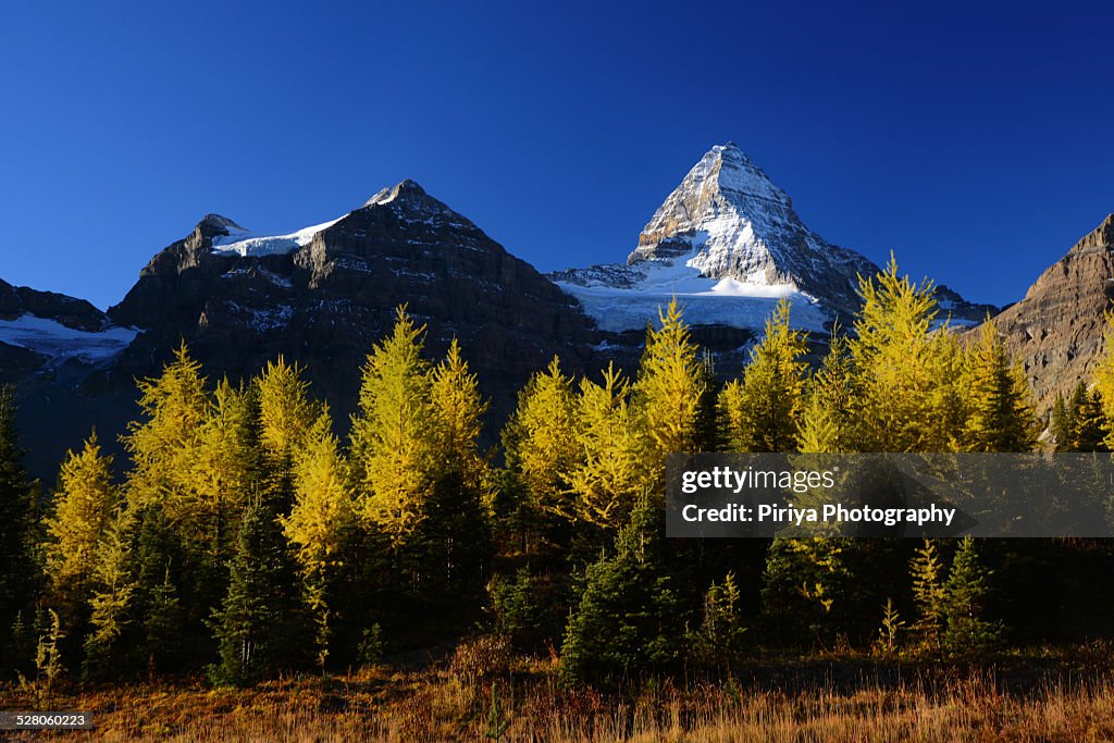 Mount Assiniboine Fall Colors