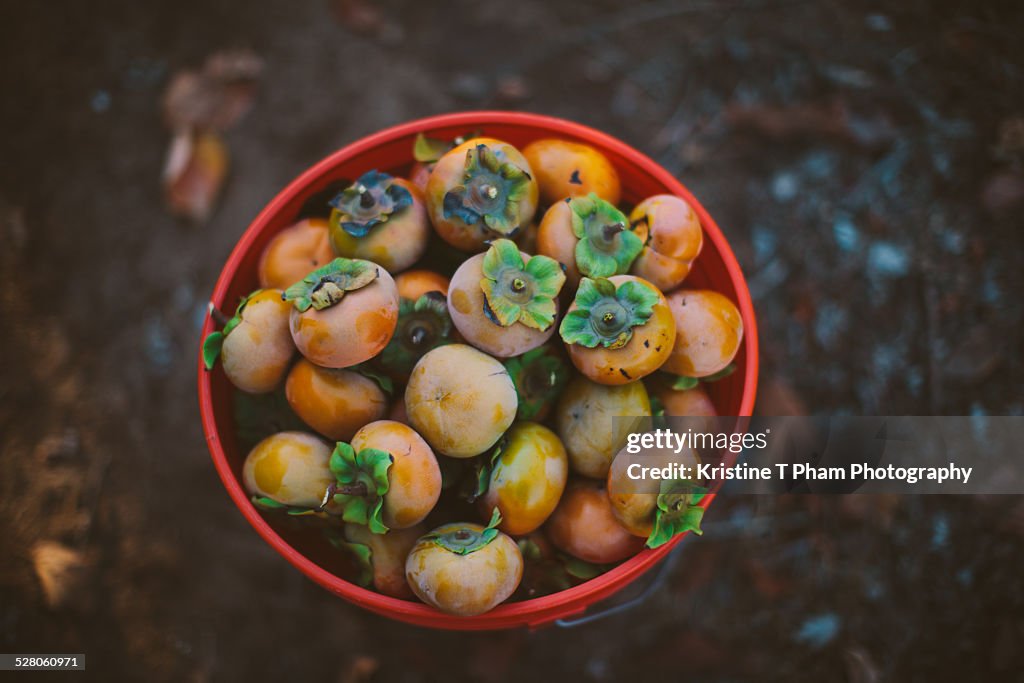 Persimmon picking