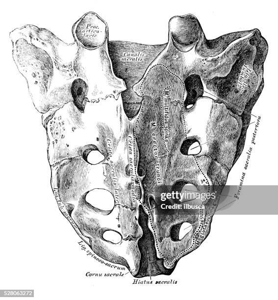 Sacrum Sapi Sacrum Photos and Premium High Res Pictures - Getty Images