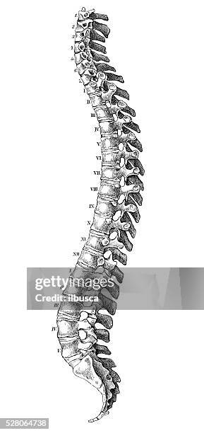 human anatomy scientific illustrations: spine - human vertebra 幅插畫檔、美工圖案、卡通及圖標
