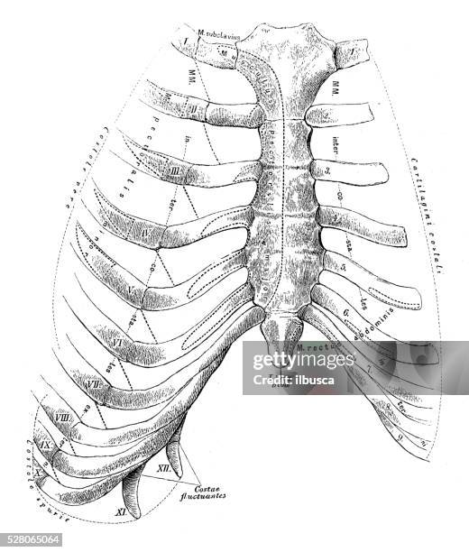 Sternum Isolated Photos and Premium High Res Pictures - Getty Images