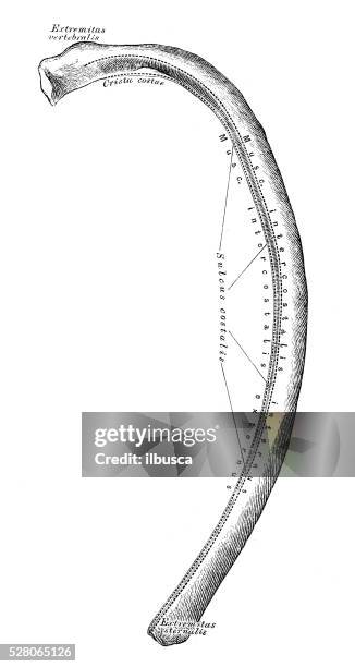 Human Rib Identification Human Anatomy Scientific Illustrations Rib High-Res Vector Graphic ...