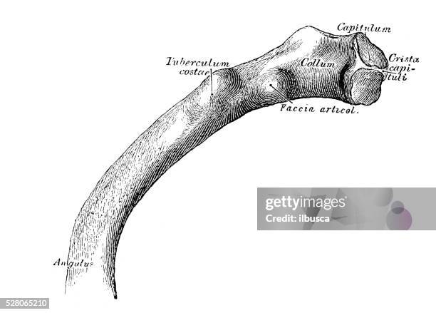 Capitulum On Rib 581 Rib Diagram Stock Photos, High-Res Pictures, and Images - Getty Images