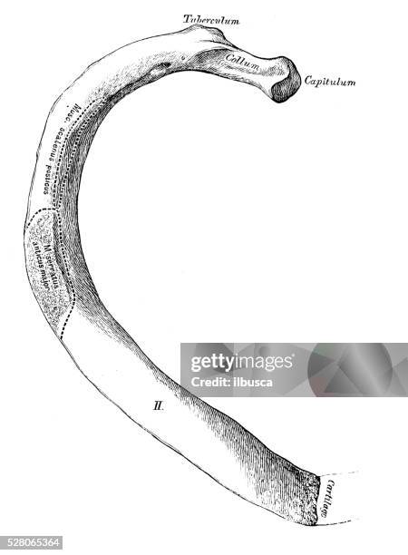 2 2 Rib Vector Human Anatomy Scientific Illustrations Second Rib High-Res Vector ...