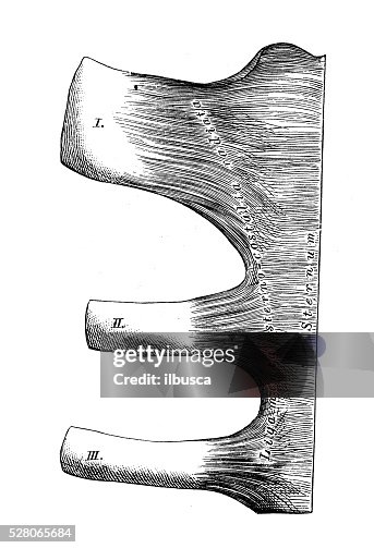 Human Anatomy Scientific Illustrations Joints Between Ribs And Sternum ...