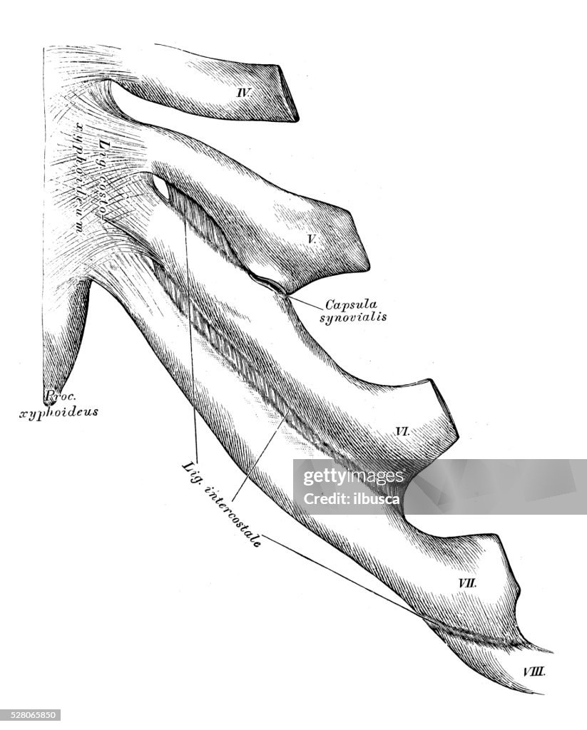 Human Anatomy Scientific Illustrations Joints Between Ribs And Sternum ...