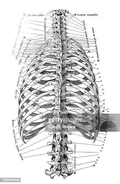 Shaped Ribs Rib Diagram Photos and Premium High Res Pictures - Getty Images