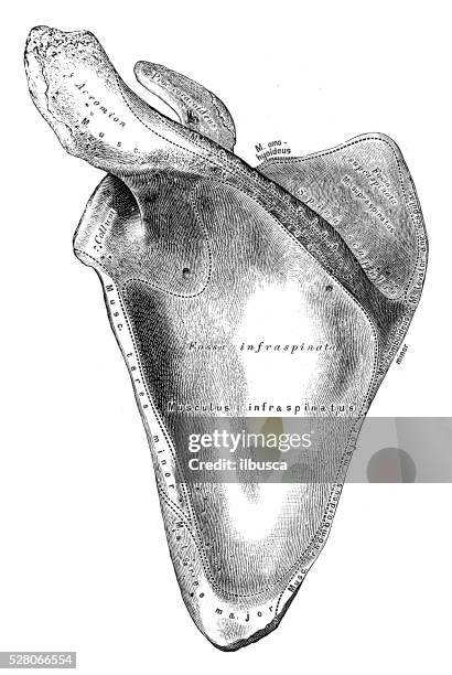 Scapula Robe 49 Historic Her Scapula To Stock Photos, High-Res Pictures, and Images ...