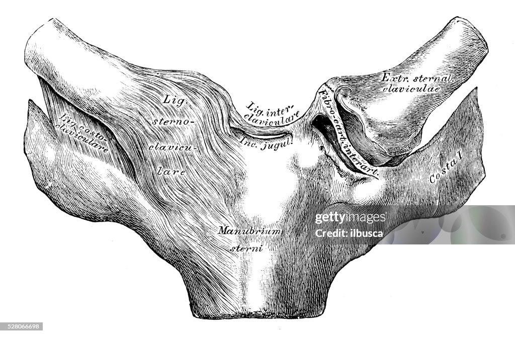Sternale Human Anatomy Scientific Illustrations Joint Sternumclavicle High-Res ...