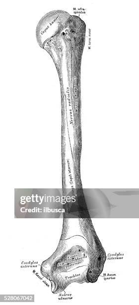 human anatomy scientific illustrations: humerus - humerus stock illustrations