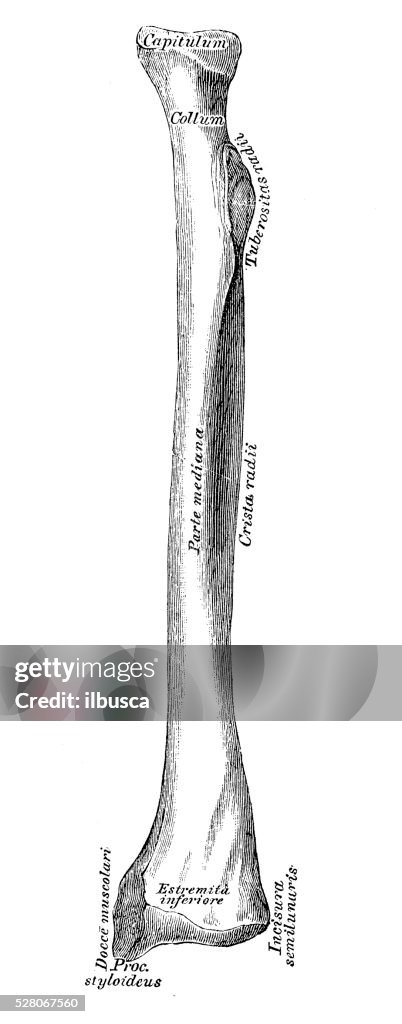 Human Radial Human Anatomy Scientific Illustrations Radius Or Radial Bone High-Res ...