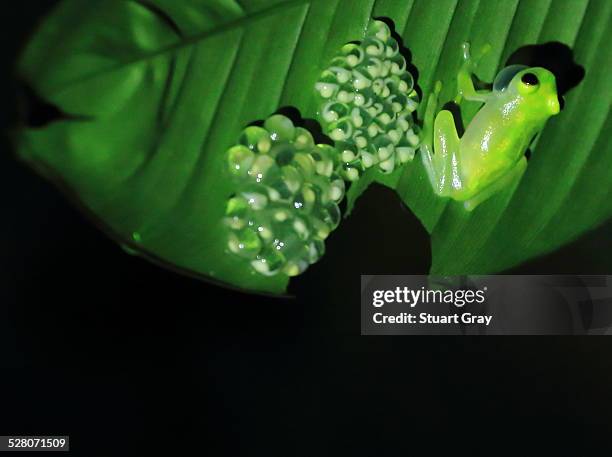glass frog, frogspawn on leaf. black background - glass frog stock pictures, royalty-free photos & images