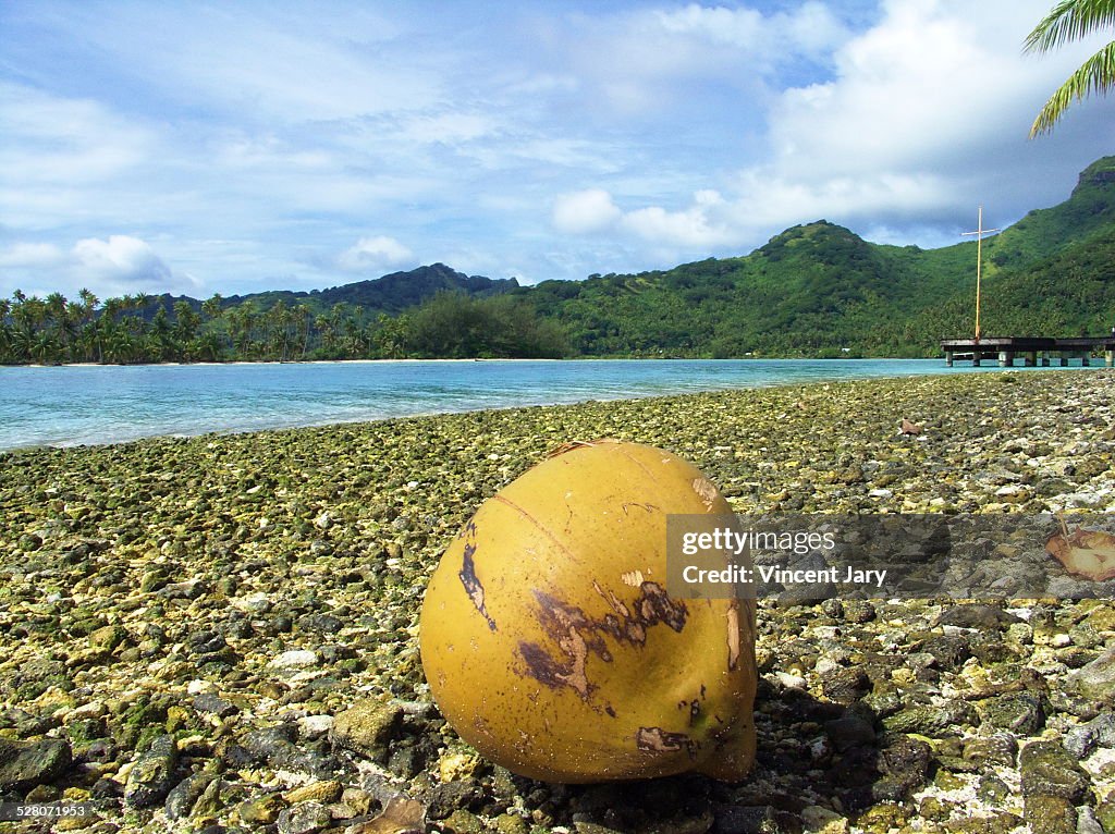 Coconut on the beach