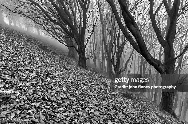 trees in the mist, english peak district - beverly hills landscape stock pictures, royalty-free photos & images