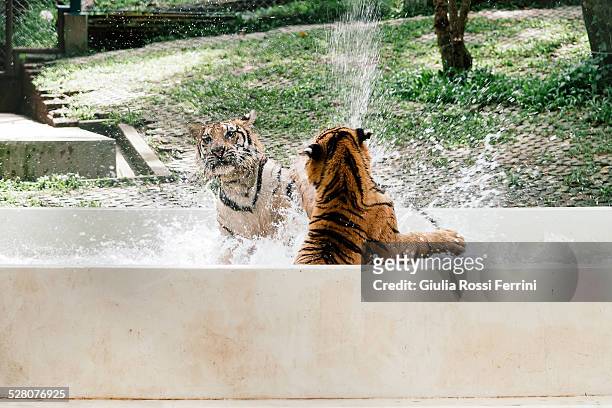 tiger fighting - thailandia stock pictures, royalty-free photos & images