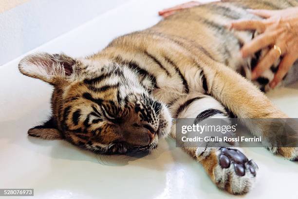 little tiger - thailandia stock pictures, royalty-free photos & images