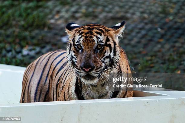 eye of the tiger - thailandia stock pictures, royalty-free photos & images