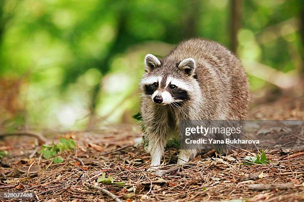 raccoon in the forest - raccoon stock-fotos und bilder