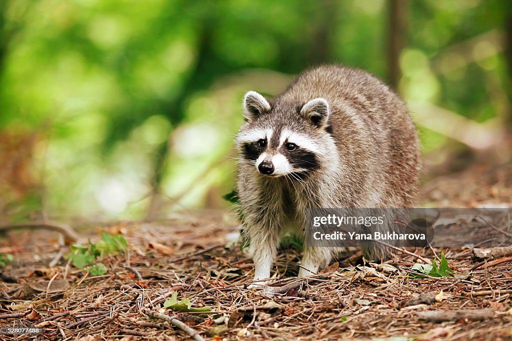 Raccoon in the forest