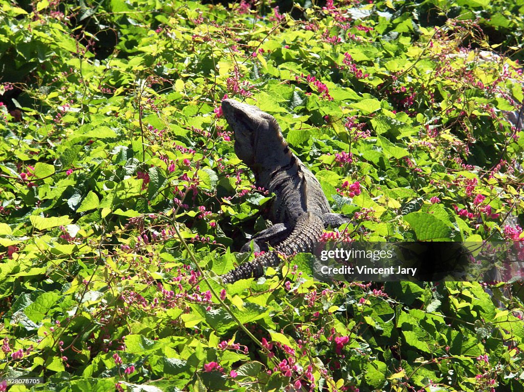 Iguana Mexico