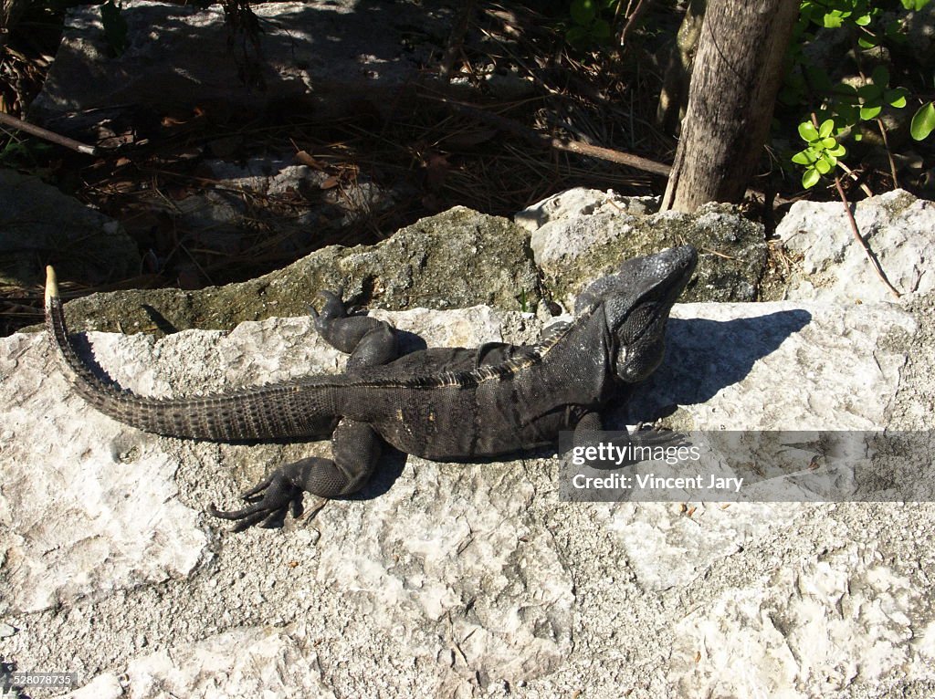 Iguana Mexico