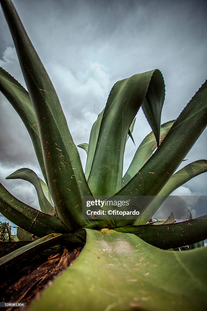 Maguey Plant