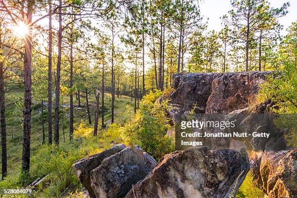 kisatchie longleaf trail overlook at sunset - louisiana stock pictures, royalty-free photos & images