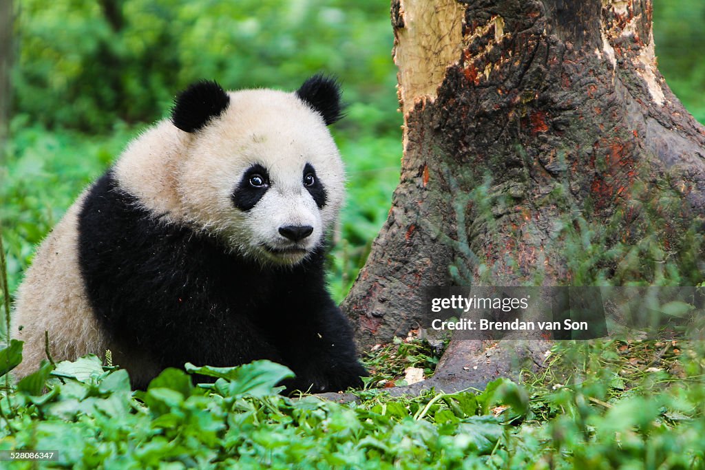 Panda in China