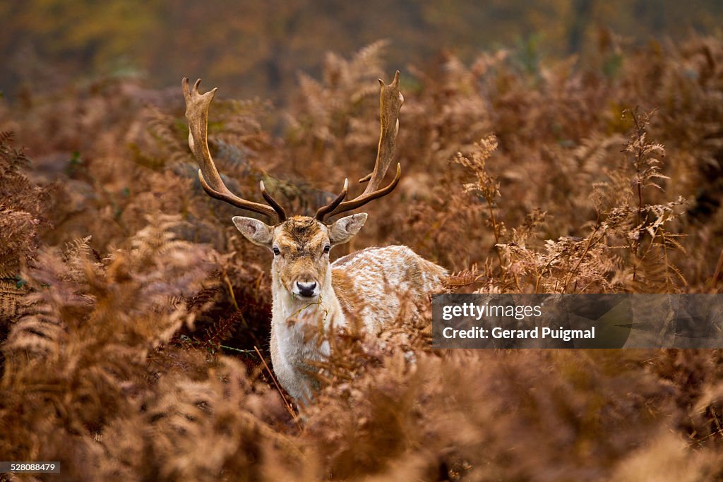 Deer surrounded by ferns in autumn