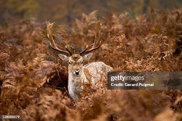 deer surrounded by ferns in autumn - richmond park stock pictures, royalty-free photos & images
