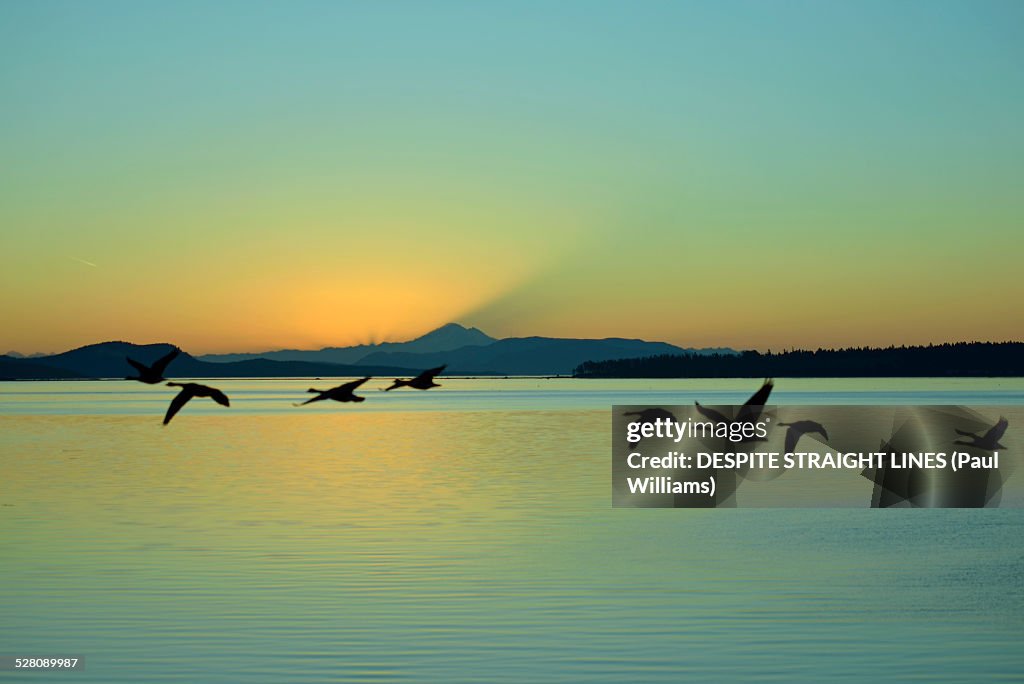 Canada geese