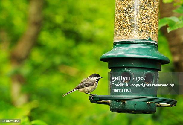 chickadee richmond nature park - chickadee stock pictures, royalty-free photos & images