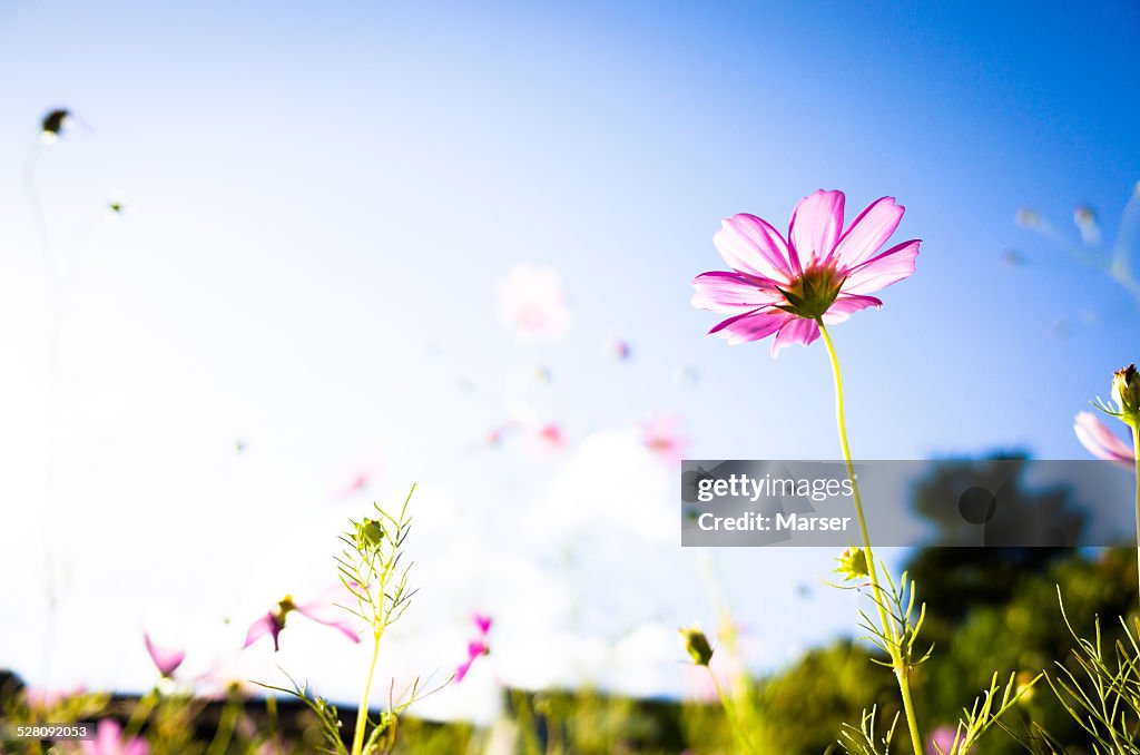 Cosmos flowers in bloom against the blue sky