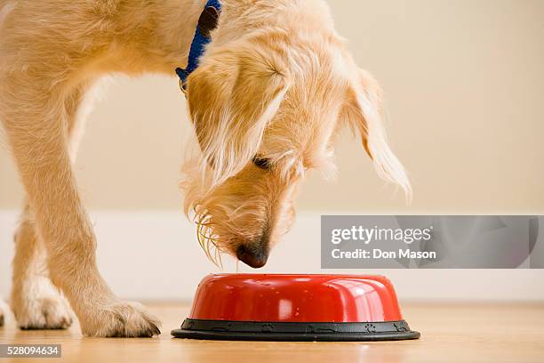 dog inspecting a food bowl - dog bowl ストックフォトと画像