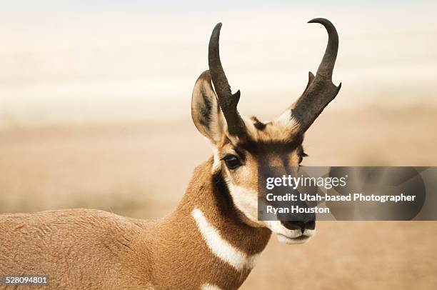 pronghorn antelope close up shot - pronghorn stock pictures, royalty-free photos & images