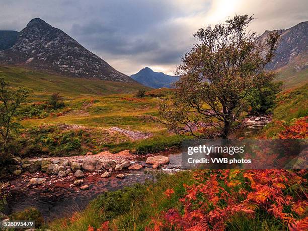 autumn in glen sannox, arran, scotland. - rowan tree stock pictures, royalty-free photos & images