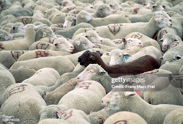 black sheep in white flock - exceptionnel photos et images de collection