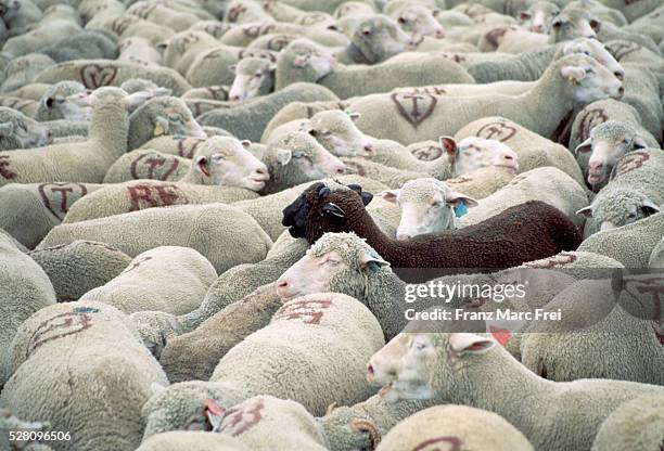 black sheep in white flock - contradiction imagens e fotografias de stock