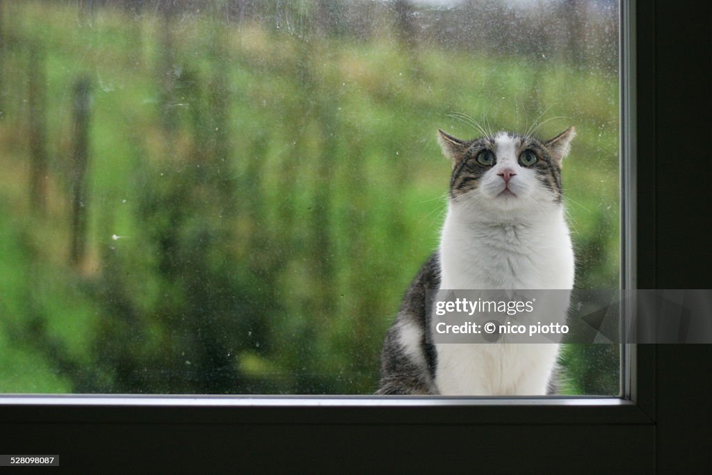 Kitten behind glass full of water drops