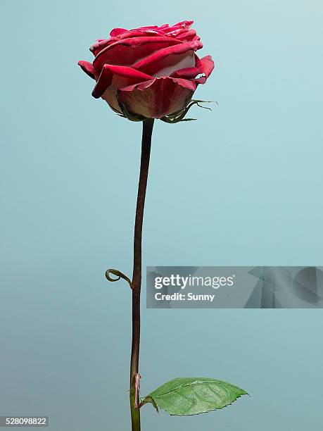 Long Single Roses 98 Single Long Stem Rose Stock Photos, High-Res Pictures, and Images ...