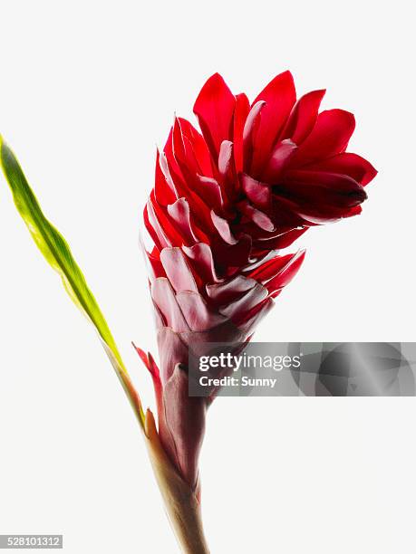 red ginger - ginger flower stockfoto's en -beelden