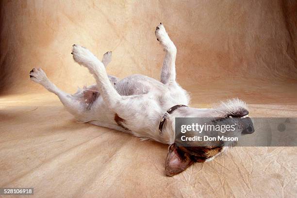 jack russell terrier sleeping on back - terrier stock pictures, royalty-free photos & images