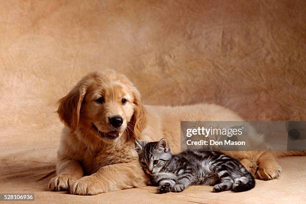 kitten leaning against golden retriever puppy - cat and dog together stock-fotos und bilder