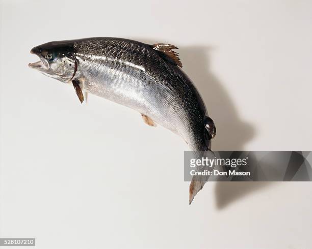 coho salmon - cohozalm stockfoto's en -beelden