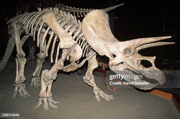 triceratops dinosaur fossil - tierknochen stock-fotos und bilder