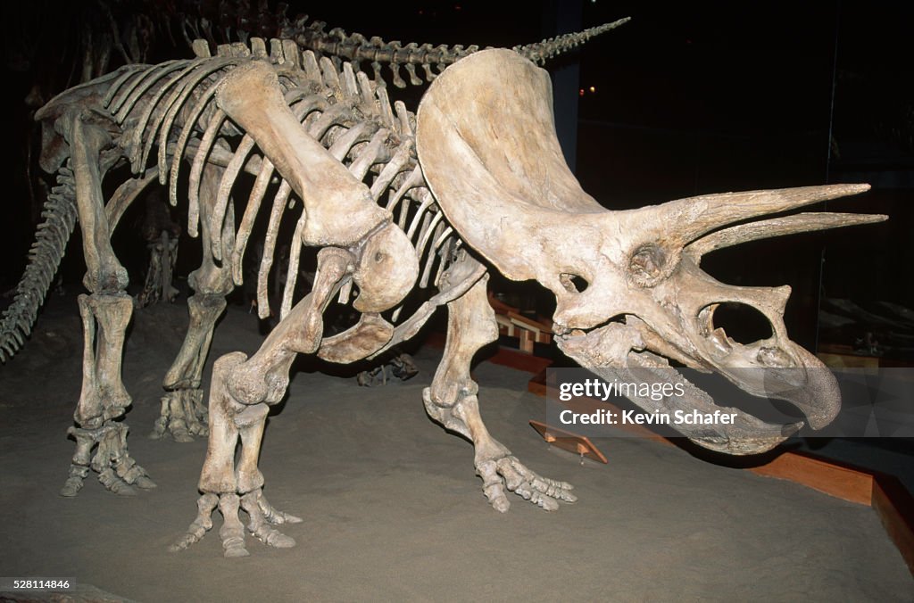 Triceratops Dinosaur Fossil